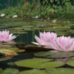 Lekno (Nymphaea) ´FABIOLA´ - ⌀ 5-10 cm, kont. P11